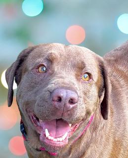 Dolly, ADOPTABLE, Adult Female Labrador Retriever.