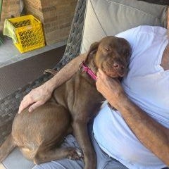 Dolly, a ADOPTABLE mixed breed in Schaumburg, IL image 3/6