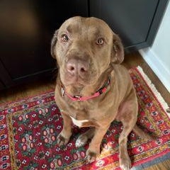 Dolly, a ADOPTABLE mixed breed in Schaumburg, IL image 2/6
