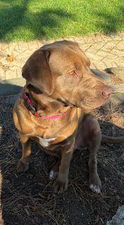 Dolly, a ADOPTABLE mixed breed in Schaumburg, IL image 6/6