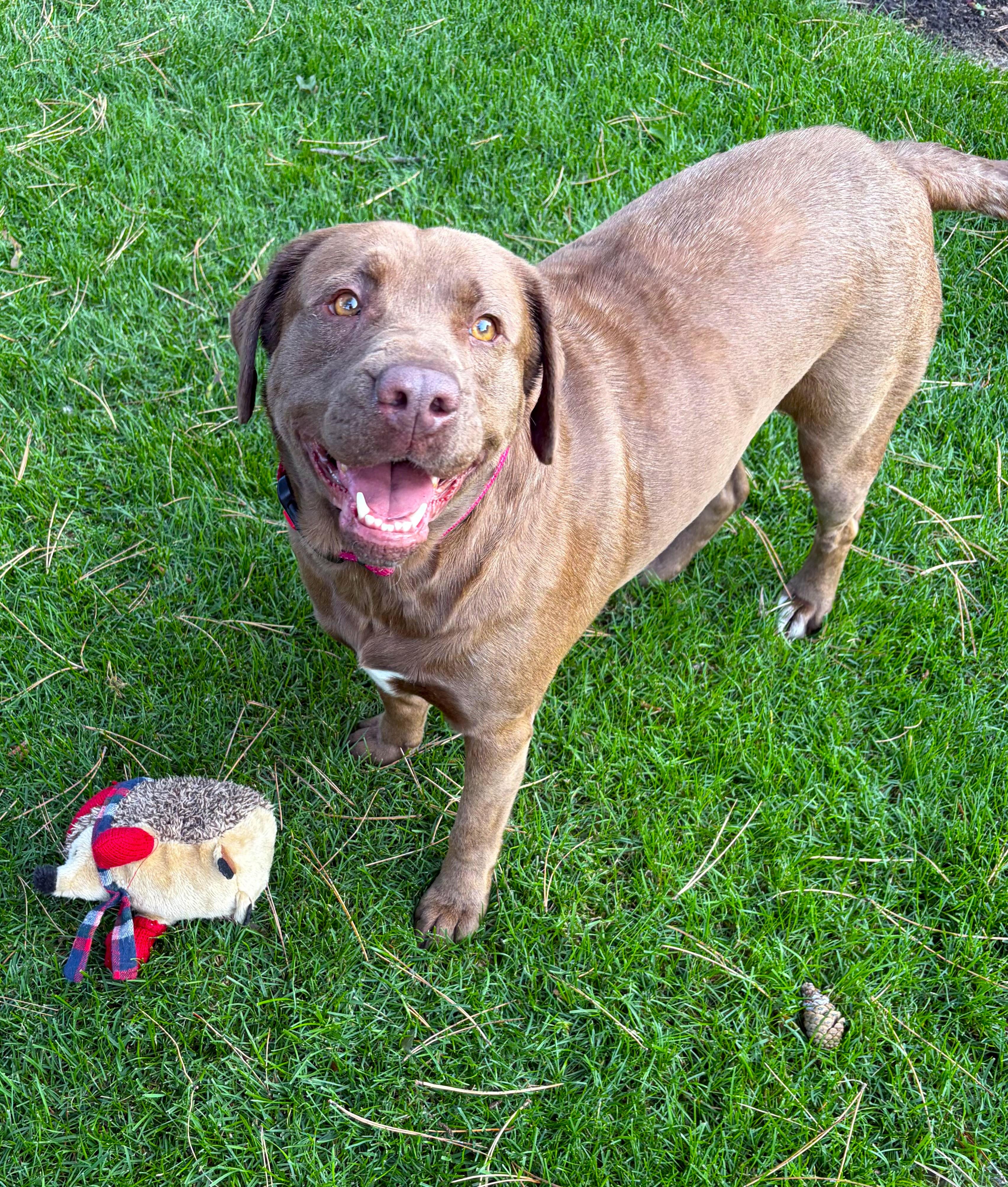 Dolly, a ADOPTABLE mixed breed in Schaumburg, IL image 5/6