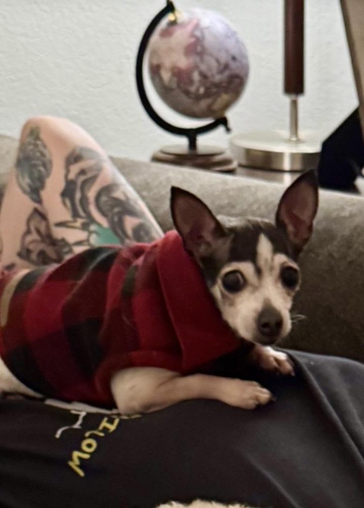 Vaquita, Adoptable, Senior Female Chihuahua.