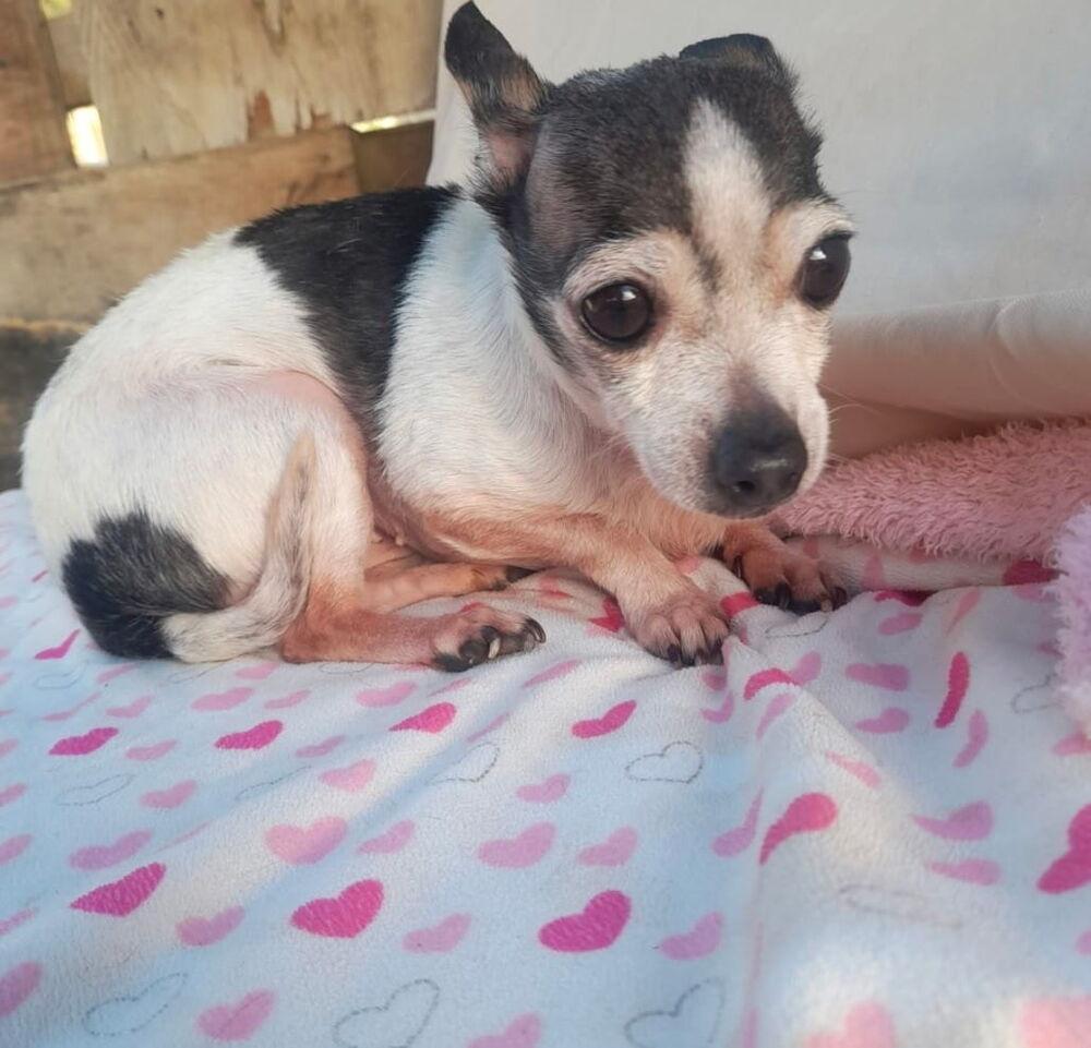 Enlarge Vaquita, a Adoptable Chihuahua in Escondido, CA image 2/6