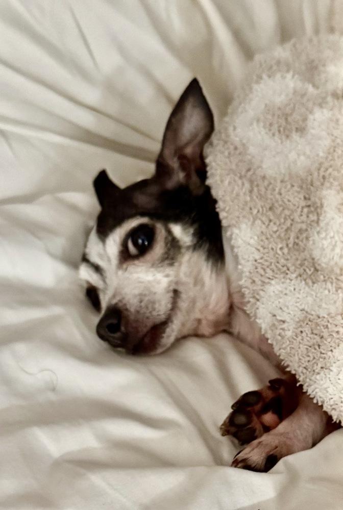 Enlarge Vaquita, a Adoptable Chihuahua in Escondido, CA image 3/6