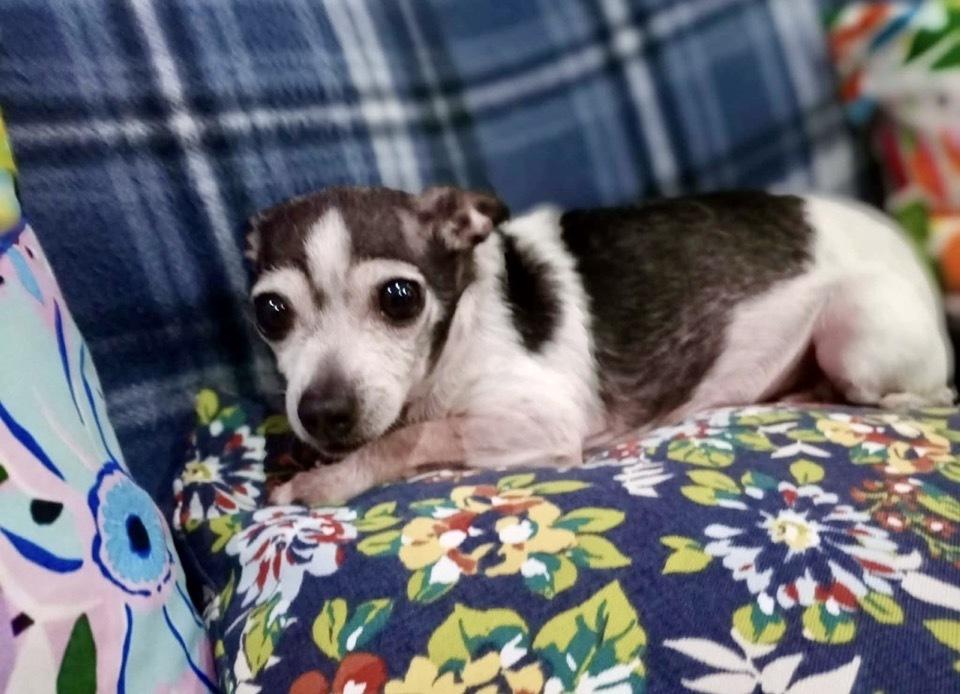 Enlarge Vaquita, a Adoptable Chihuahua in Escondido, CA image 4/6