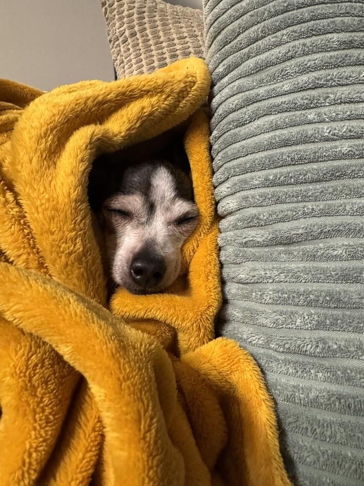 Enlarge Vaquita, a Adoptable Chihuahua in Escondido, CA image 5/6