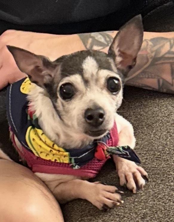 Enlarge Vaquita, a Adoptable Chihuahua in Escondido, CA image 6/6