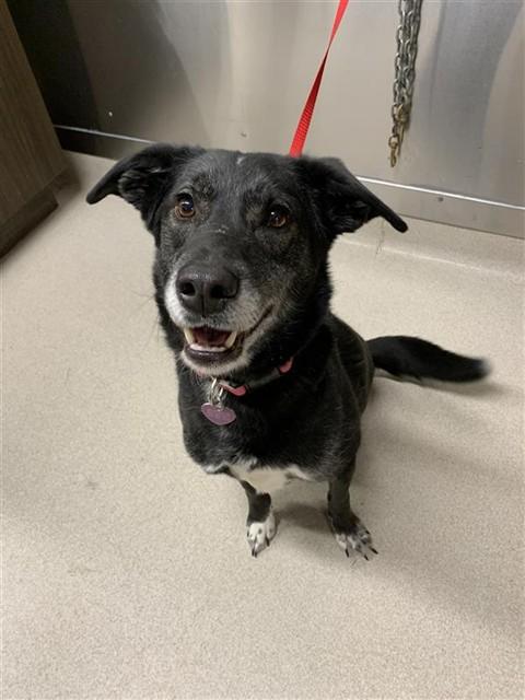 MAVIS, Adoptable, Adult Female Husky.