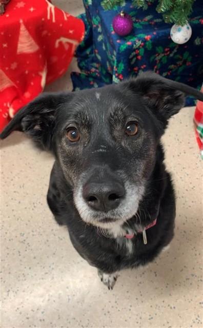 MAVIS, Adoptable, Adult Female Husky.