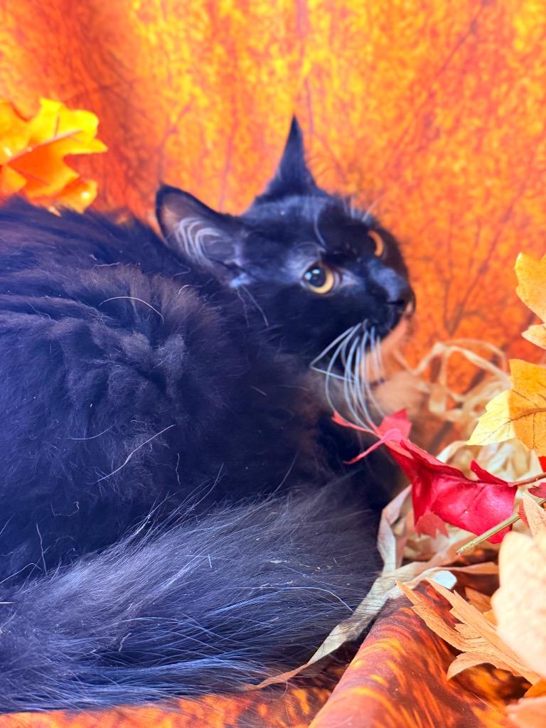 ANNABELLE, Adoptable, Young Female Domestic Short Hair.