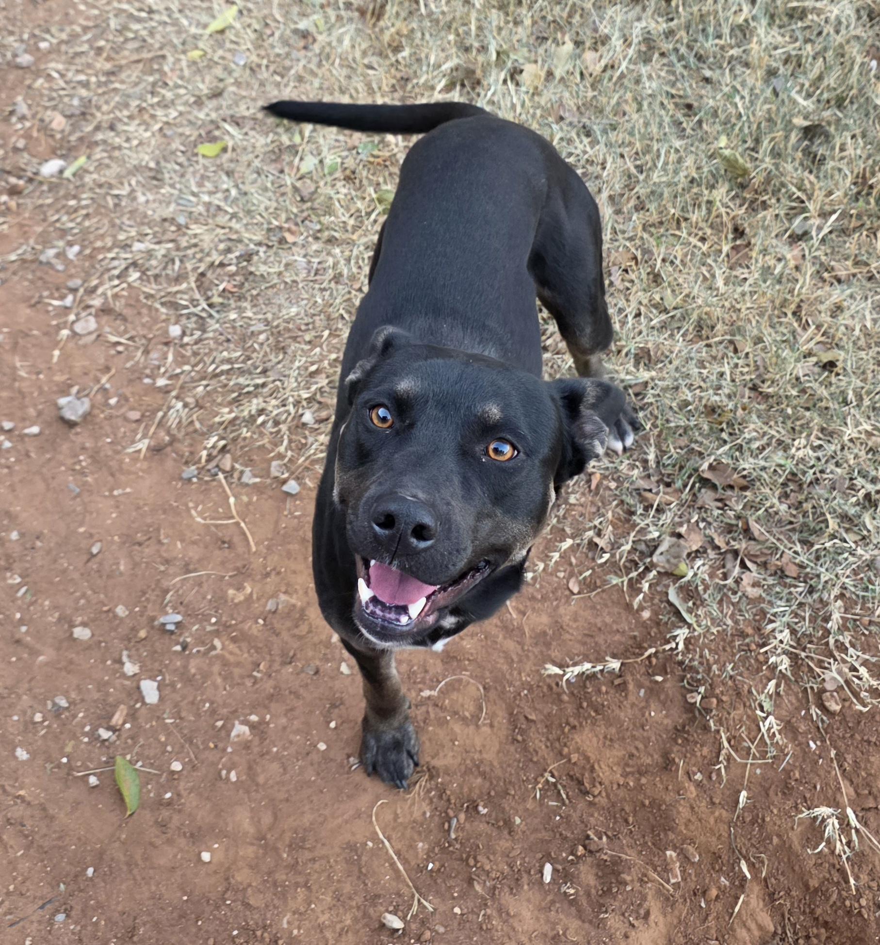 Enlarge Kevin, a Adoptable mixed breed in Waco, TX image 1/3