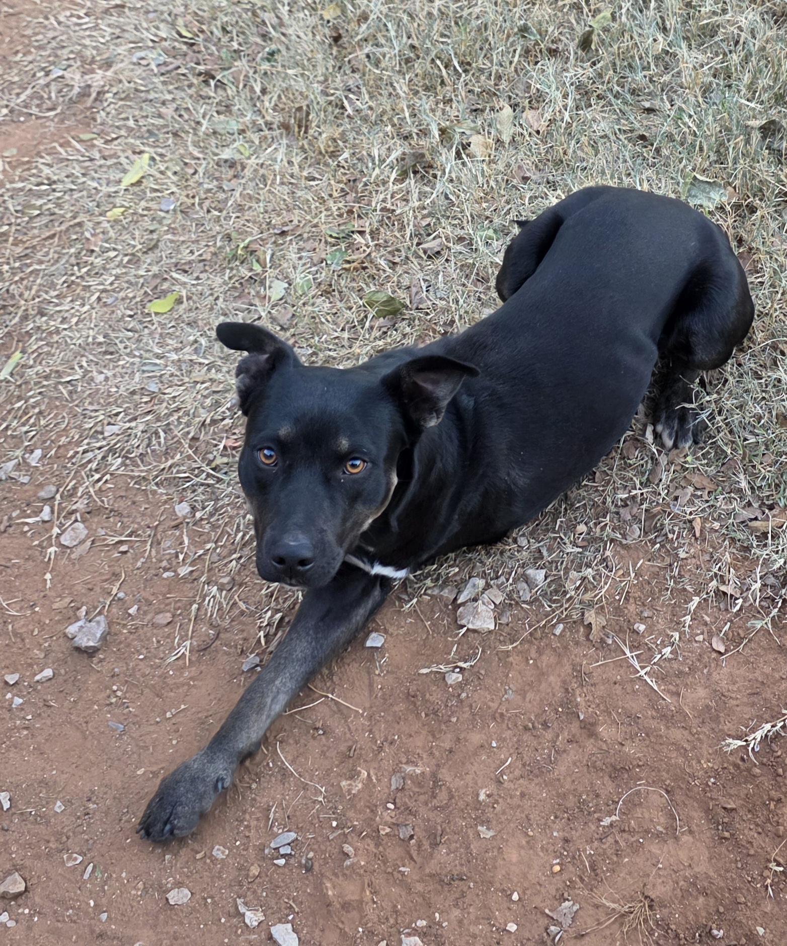 Enlarge Kevin, a Adoptable mixed breed in Waco, TX image 2/3