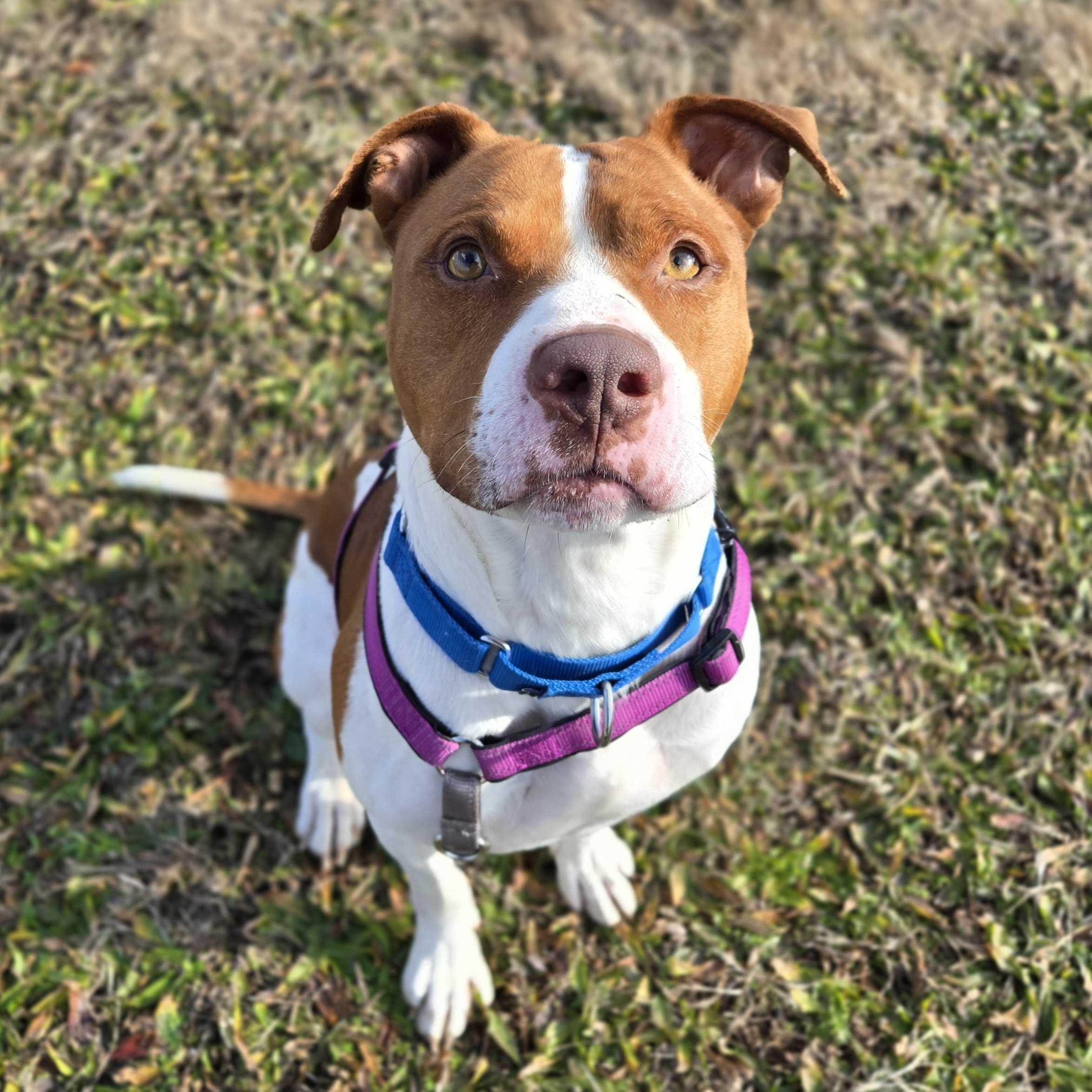 Zeke, ADOPTABLE, Adult Male Mixed Breed.