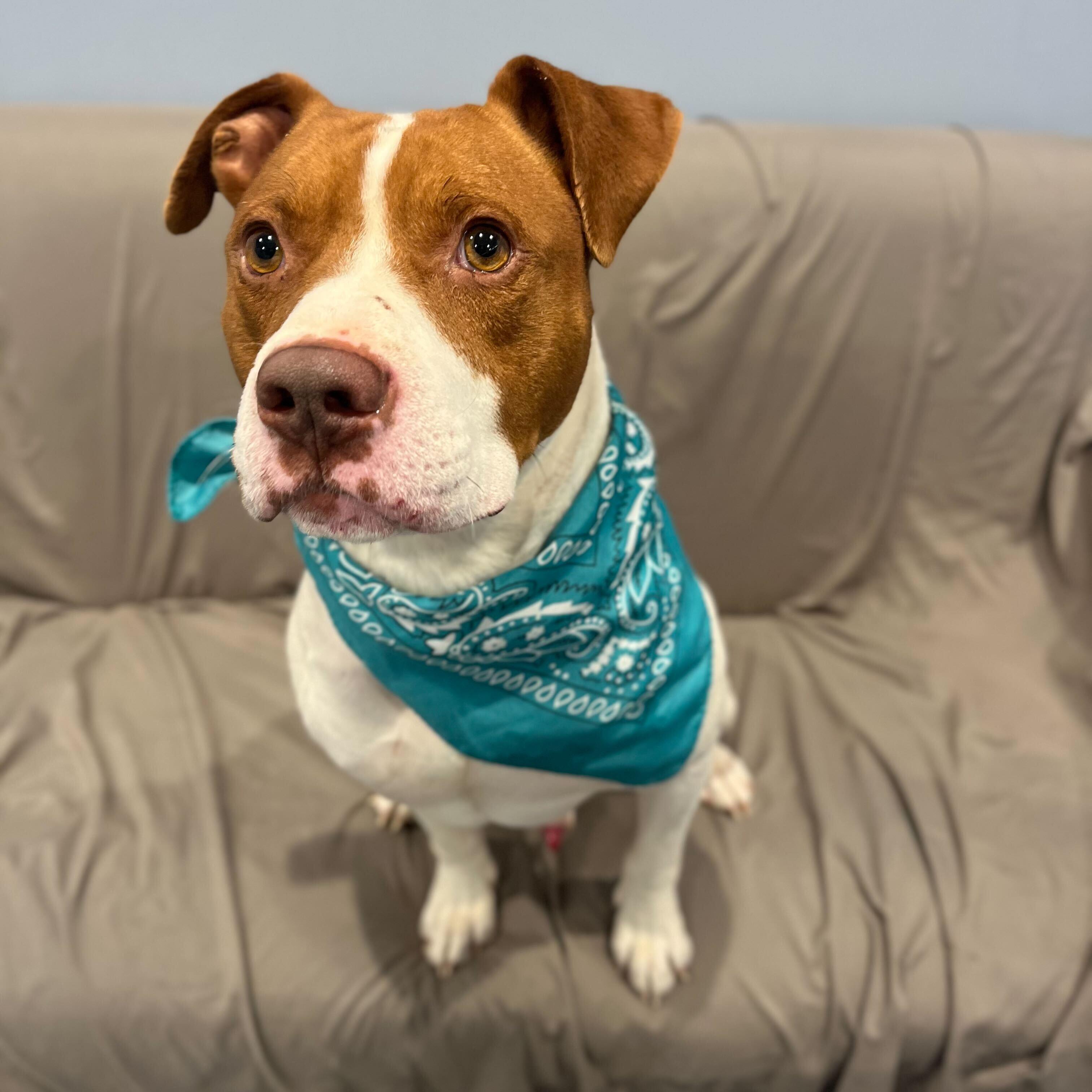 Enlarge Zeke, a ADOPTABLE Mixed Breed in Canal Winchester, OH image 2/4