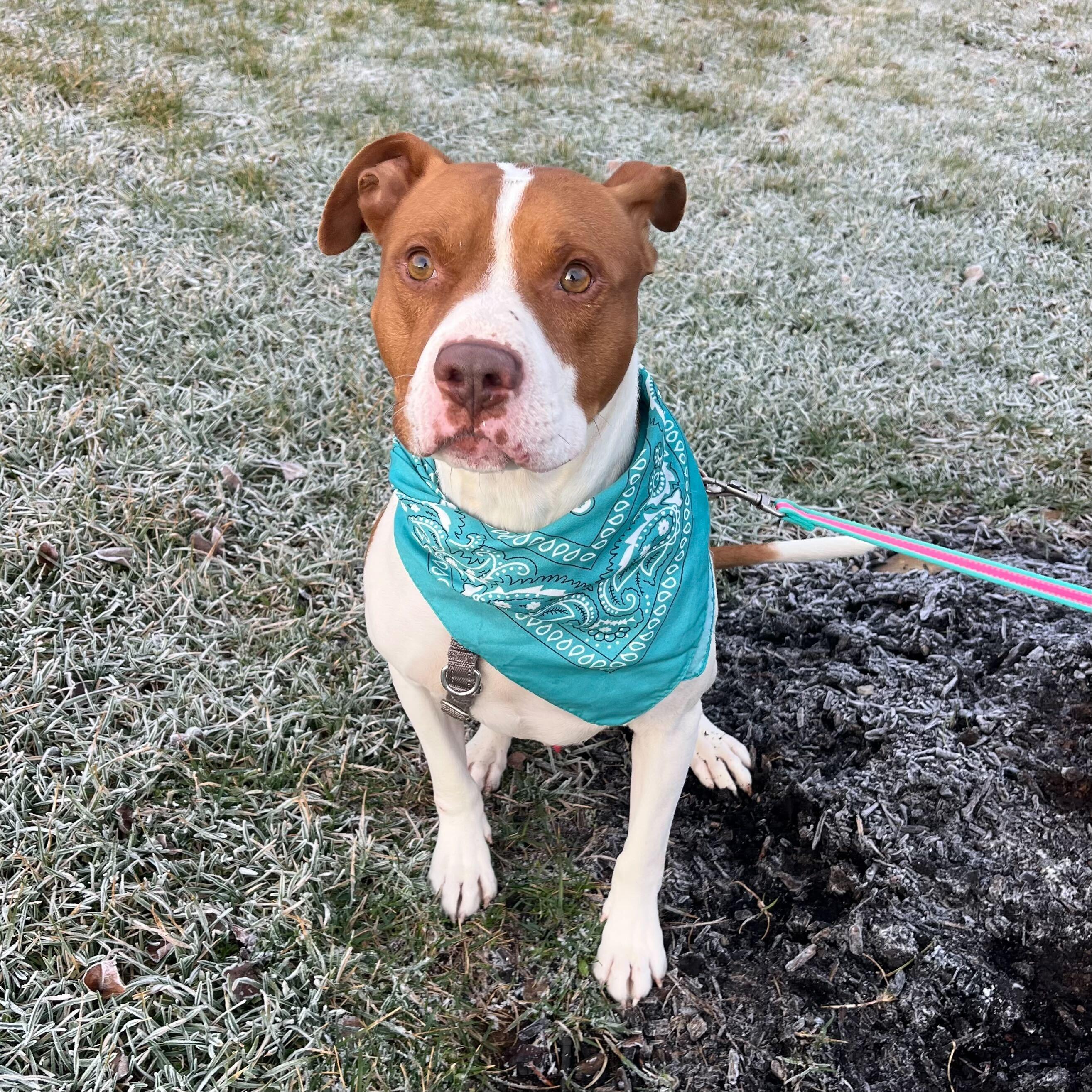 Enlarge Zeke, a ADOPTABLE Mixed Breed in Canal Winchester, OH image 4/4