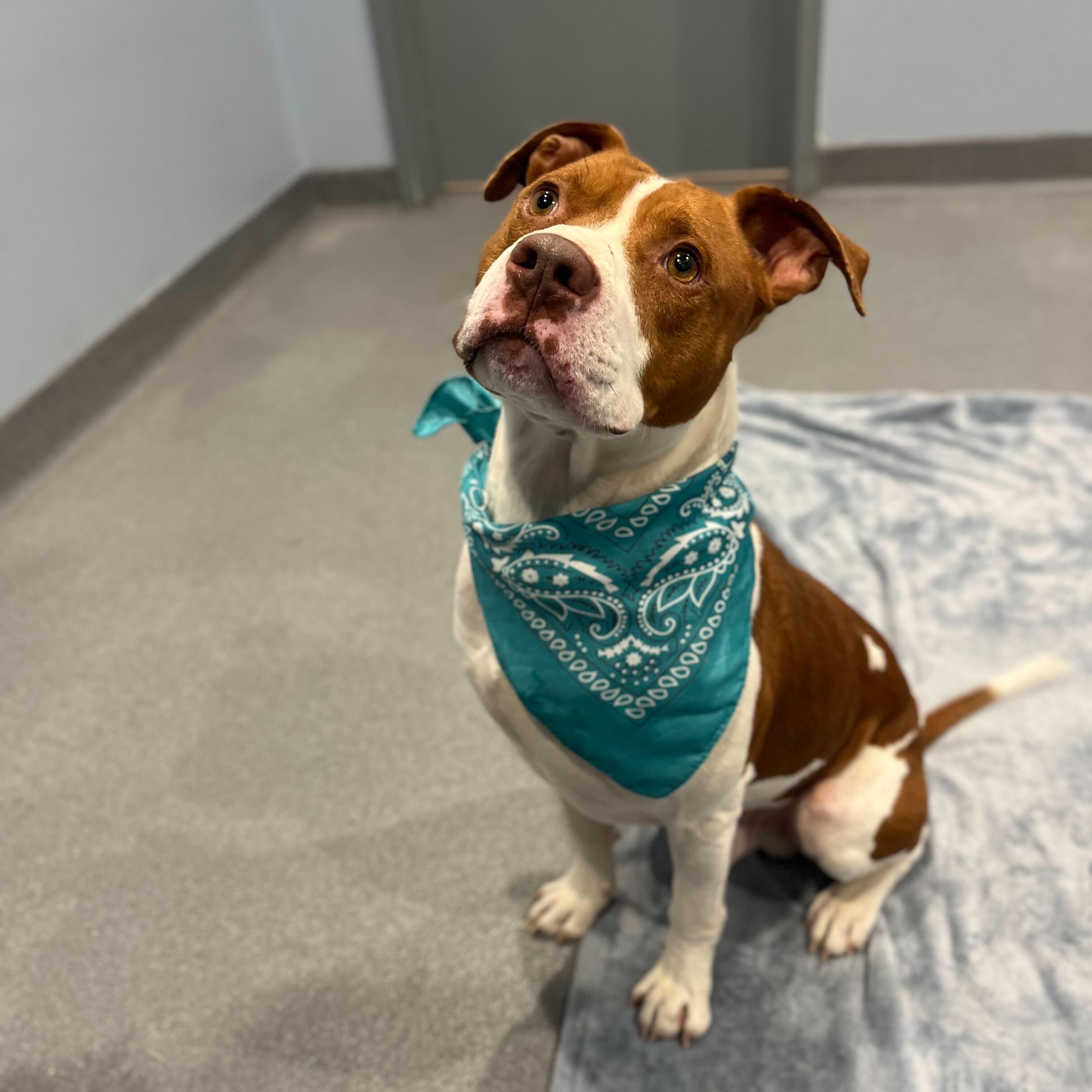 Enlarge Zeke, a ADOPTABLE Mixed Breed in Canal Winchester, OH image 3/4