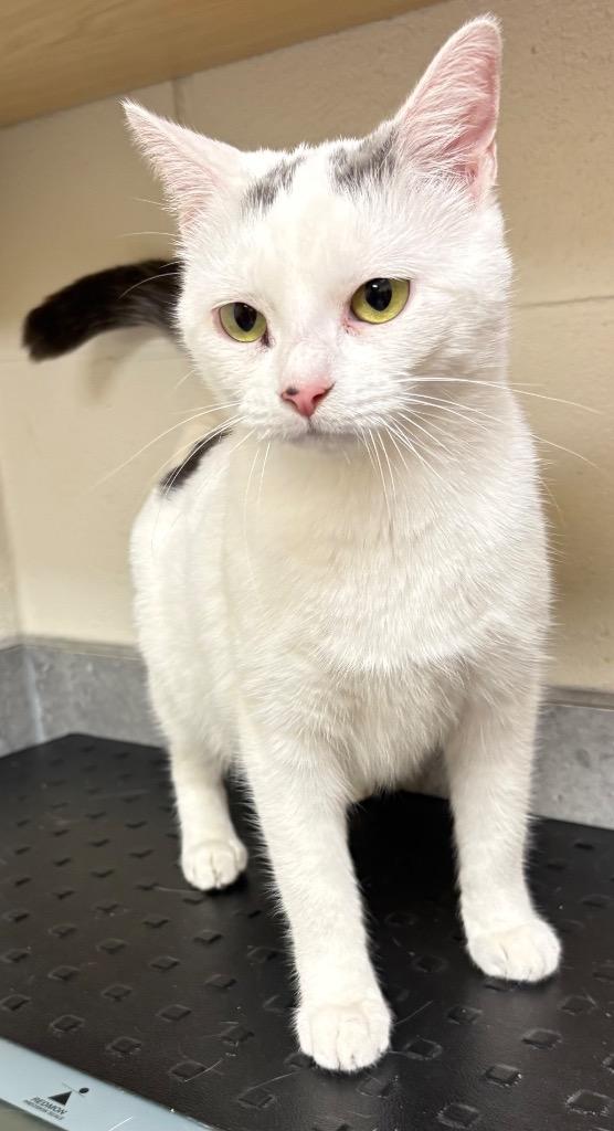 Enlarge Francine / AC 27556 B, a Adoptable mixed breed in Greeneville, TN image 1/1