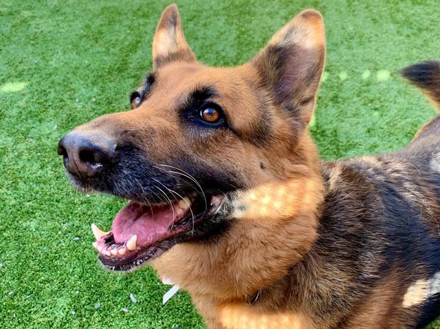 JULIE, Adoptable, Adult Female German Shepherd Dog & Mixed Breed.