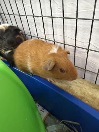 Brightstar, Adoptable, Baby Female Guinea Pig.