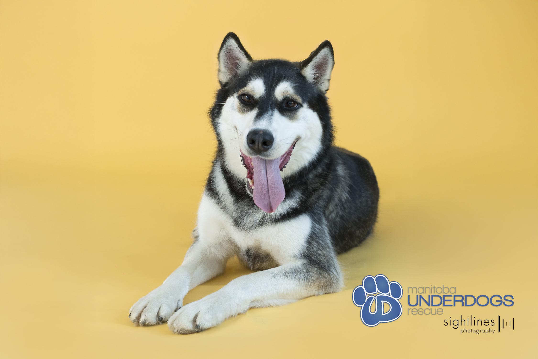 Cross, an adoptable Husky in Winnipeg, MB, R2M 2K2 | Photo Image 1