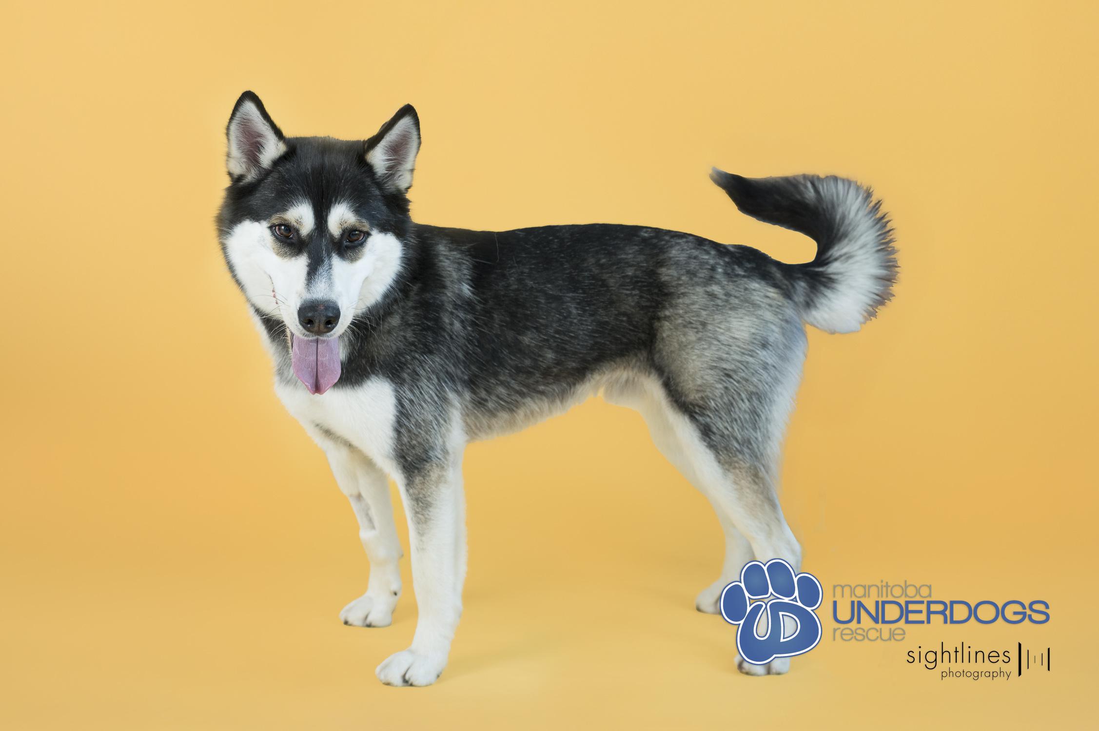 Cross, an adoptable Husky in Winnipeg, MB, R2M 2K2 | Photo Image 2