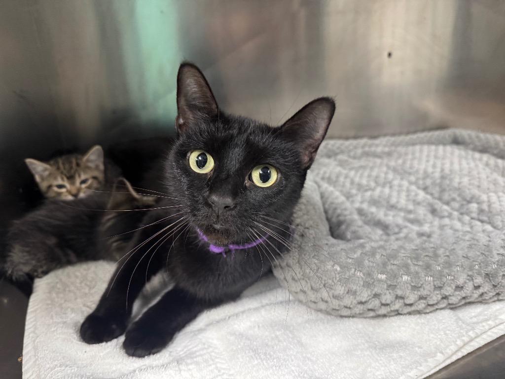 Cordelia-Adoptable, Adoptable, Adult Female Domestic Short Hair.