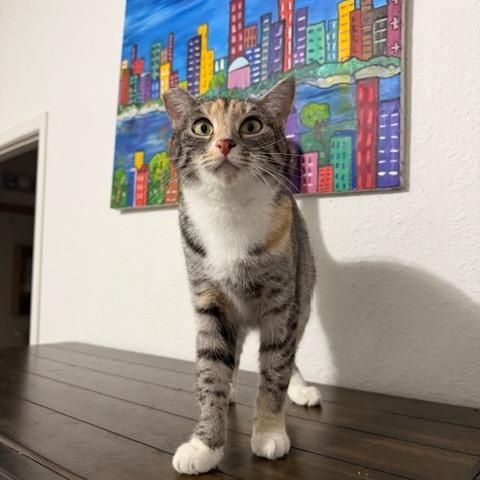 Hera, a ADOPTABLE Dilute Calico in Eugene, OR image 5/5