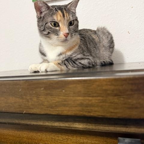 Hera, a ADOPTABLE Dilute Calico in Eugene, OR image 2/5