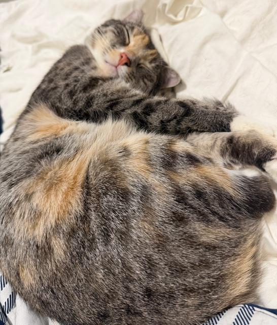 Hera, a ADOPTABLE Dilute Calico in Eugene, OR image 1/5