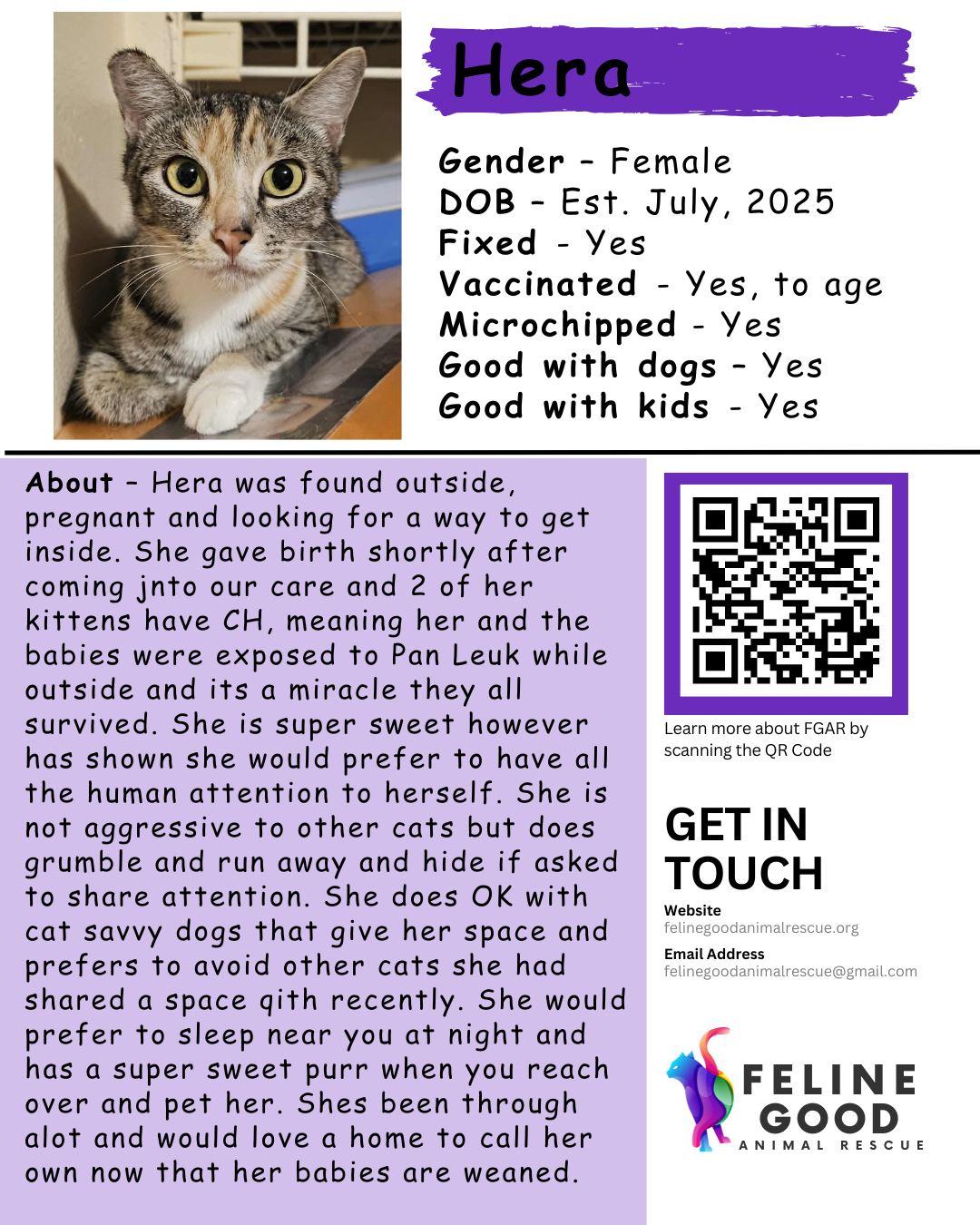Hera, a ADOPTABLE Dilute Calico in Eugene, OR image 4/5