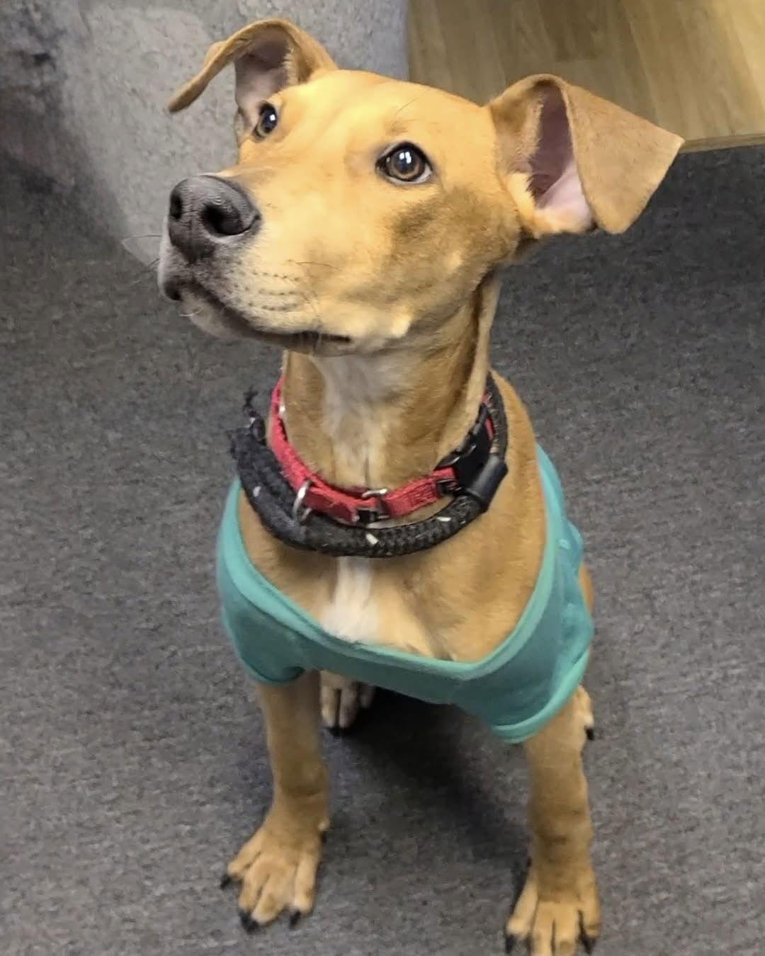 Chance, Adoptable, Young Male Vizsla.