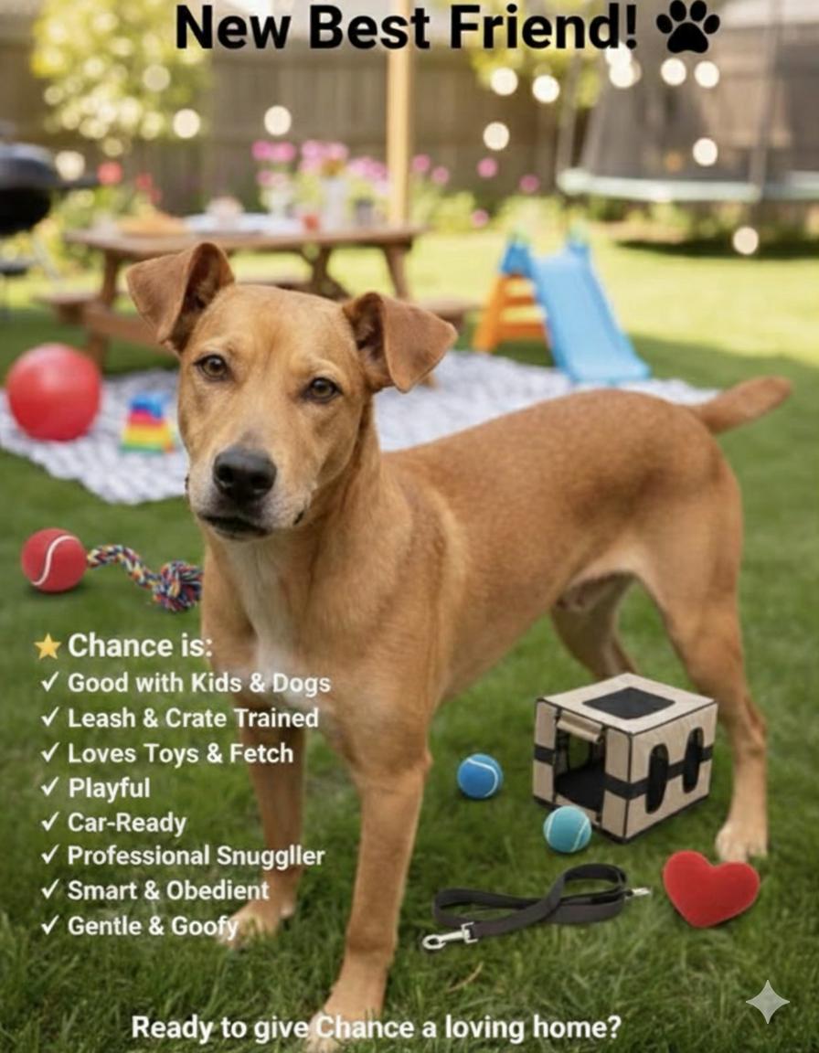 Chance, Adoptable, Young Male Vizsla.