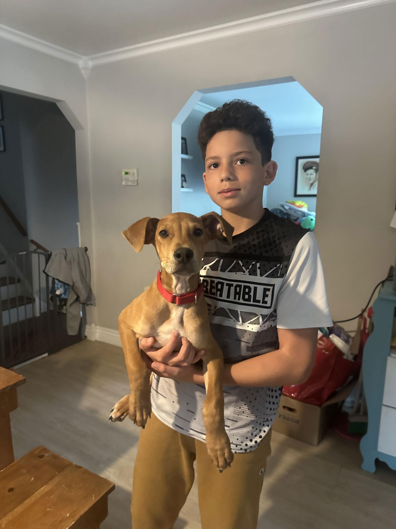 Chance, Adoptable, Young Male Vizsla.