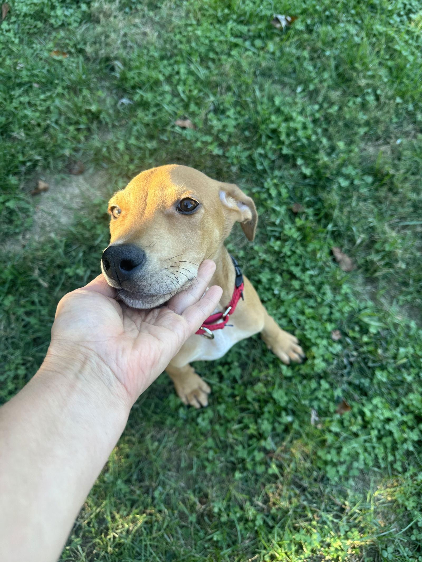 Chance, a Adoptable Vizsla in Spotsylvania, VA image 2/3
