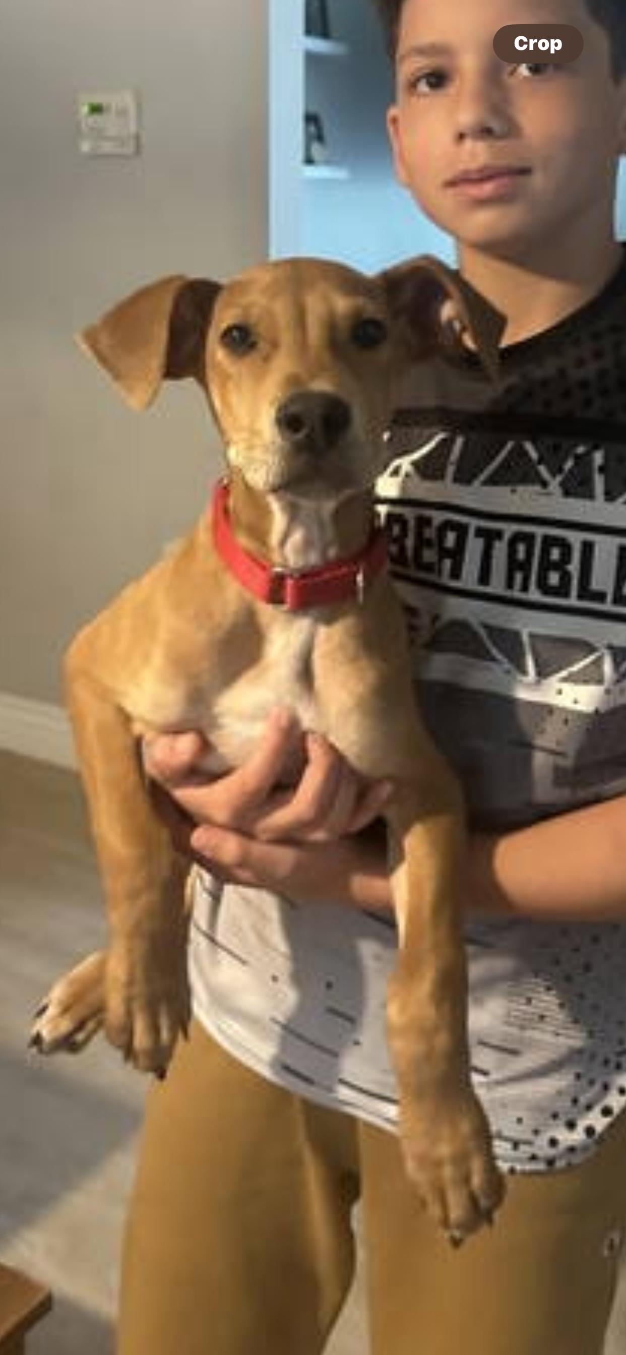 Chance, a Adoptable Vizsla in Spotsylvania, VA image 3/3