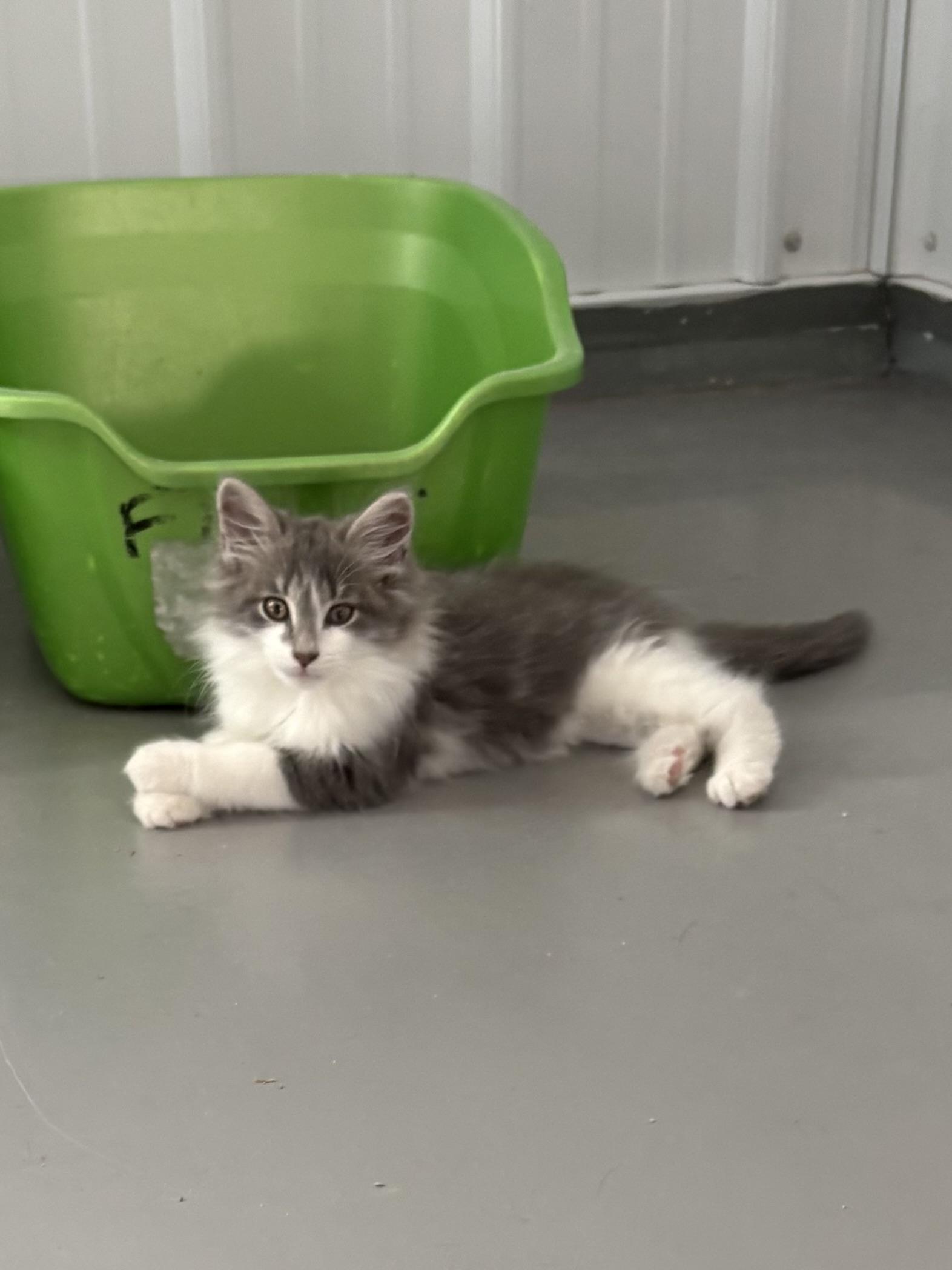 Viceroy, Adopted, Young Male Domestic Long Hair.