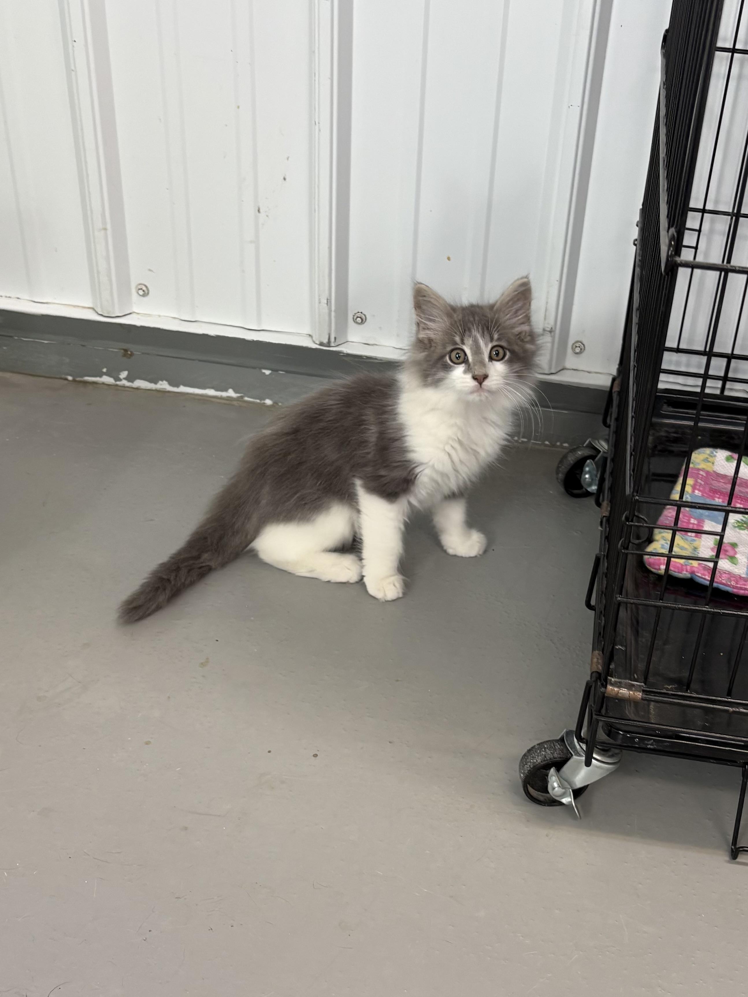 Enlarge Viceroy, a Adopted Domestic Long Hair in Big Rapids, MI image 2/4