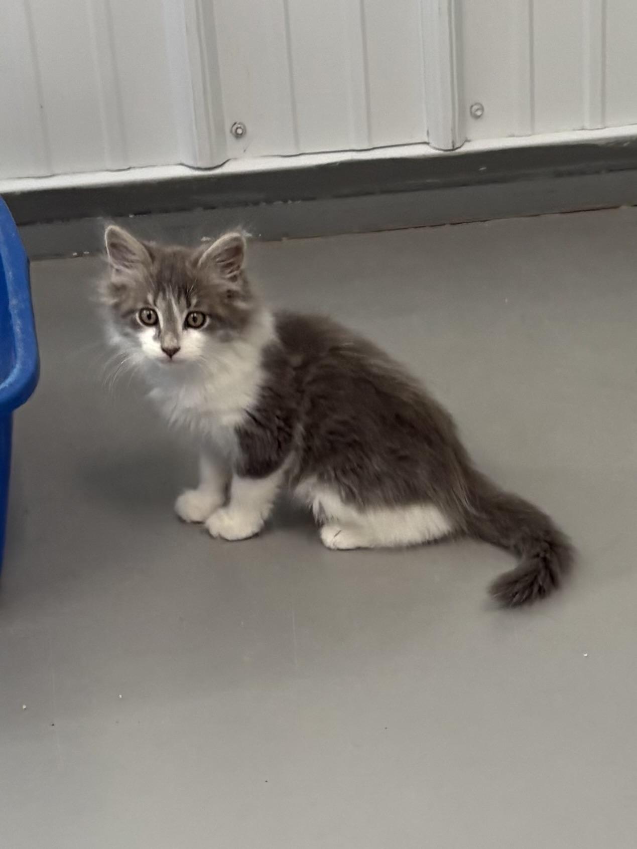 Enlarge Viceroy, a Adopted Domestic Long Hair in Big Rapids, MI image 4/4