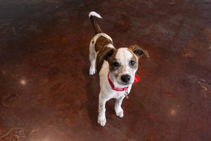 Daisy, Adoptable, Puppy Female Australian Cattle Dog / Blue Heeler & Border Collie.