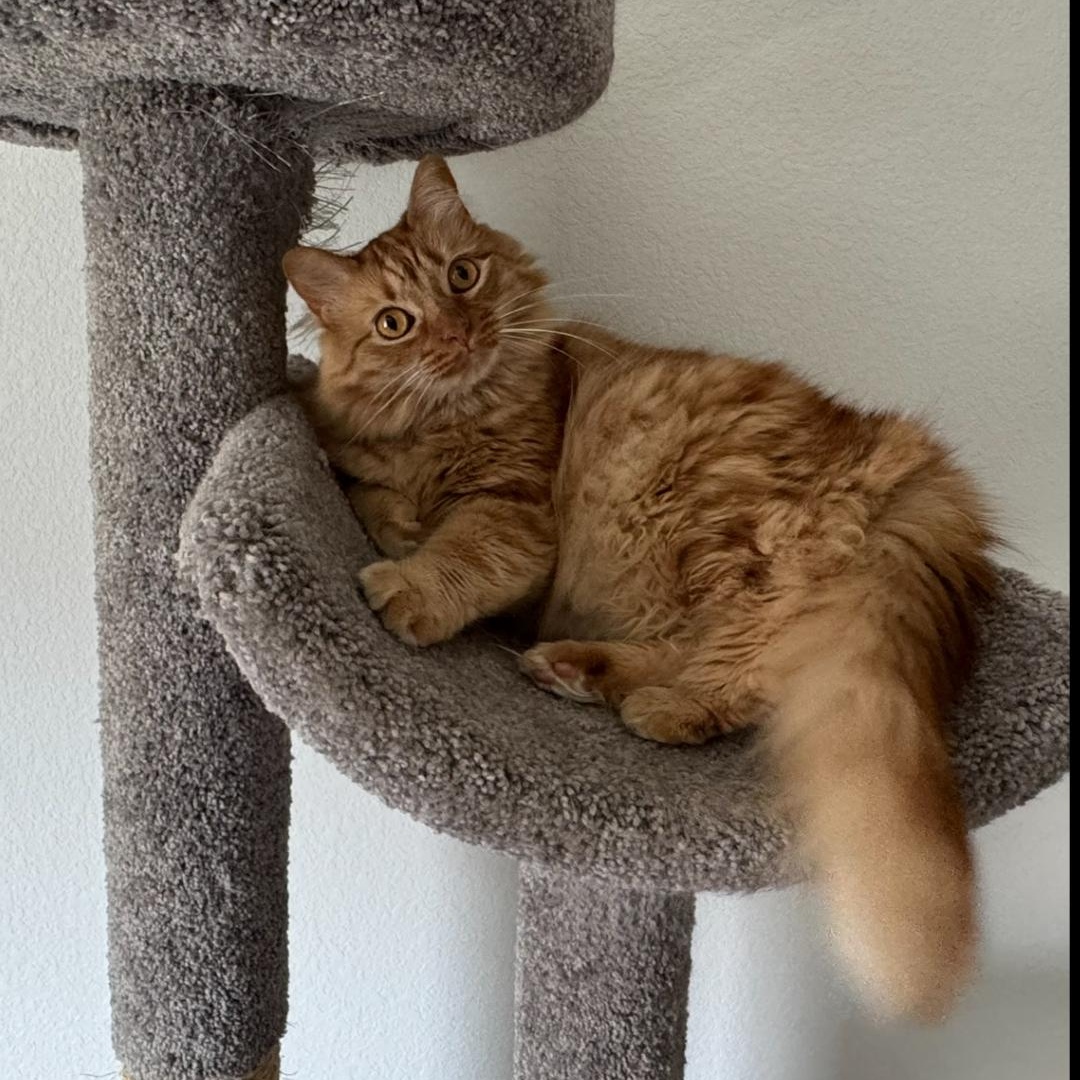 Mandy, Adoptable, Adult Female Maine Coon & Domestic Long Hair.