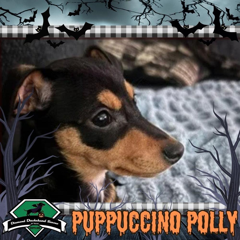 Enlarge Puppuccino Polly, a Adoptable Dachshund in San Antonio, TX image 1/3