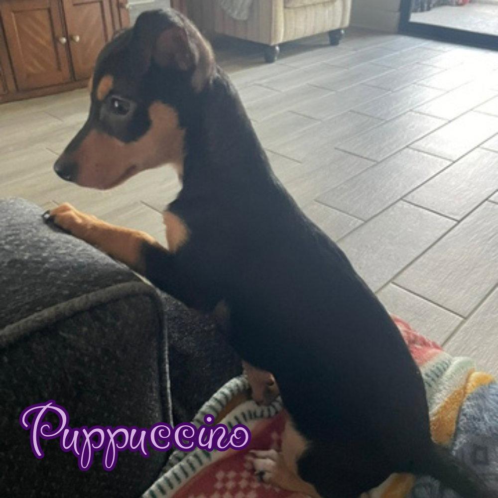 Enlarge Puppuccino Polly, a Adoptable Dachshund in San Antonio, TX image 2/3