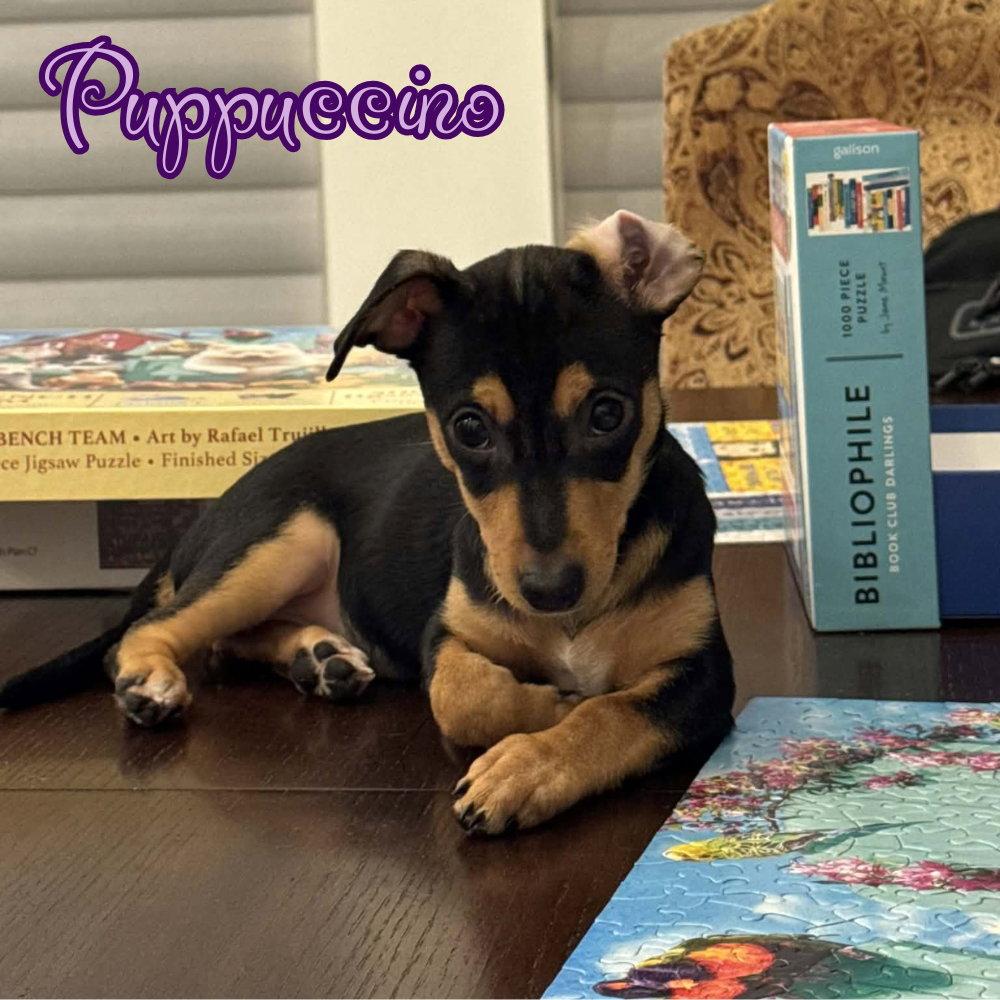 Enlarge Puppuccino Polly, a Adoptable Dachshund in San Antonio, TX image 3/3