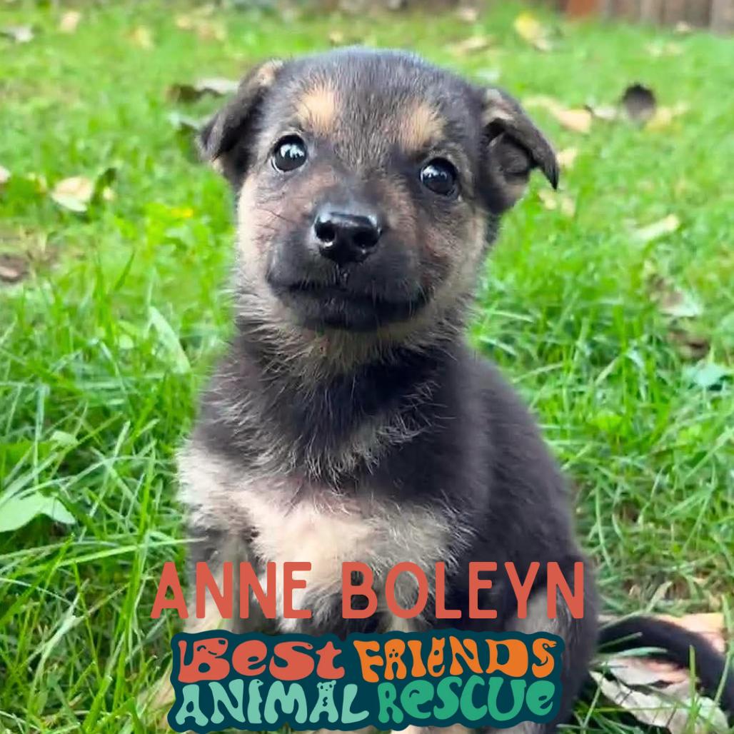 Enlarge Anne Boleyn, a Adoptable Shepherd in Wasilla, AK image 1/3