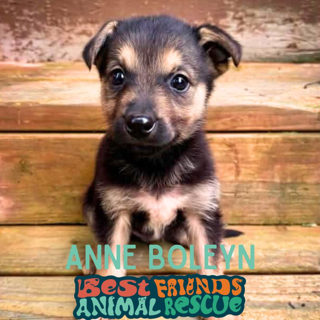 Enlarge Anne Boleyn, a Adoptable Shepherd in Wasilla, AK image 2/3