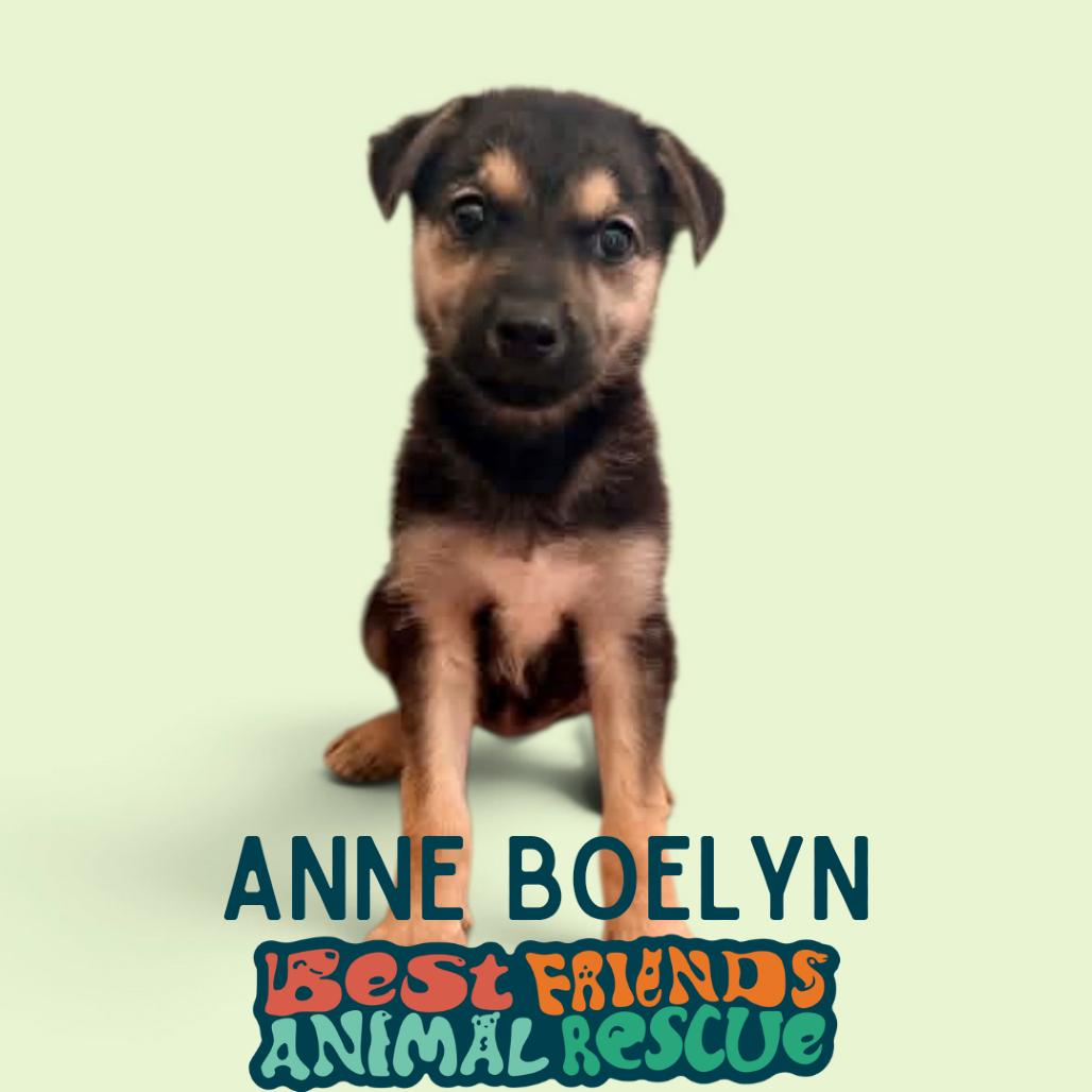 Enlarge Anne Boleyn, a Adoptable Shepherd in Wasilla, AK image 3/3