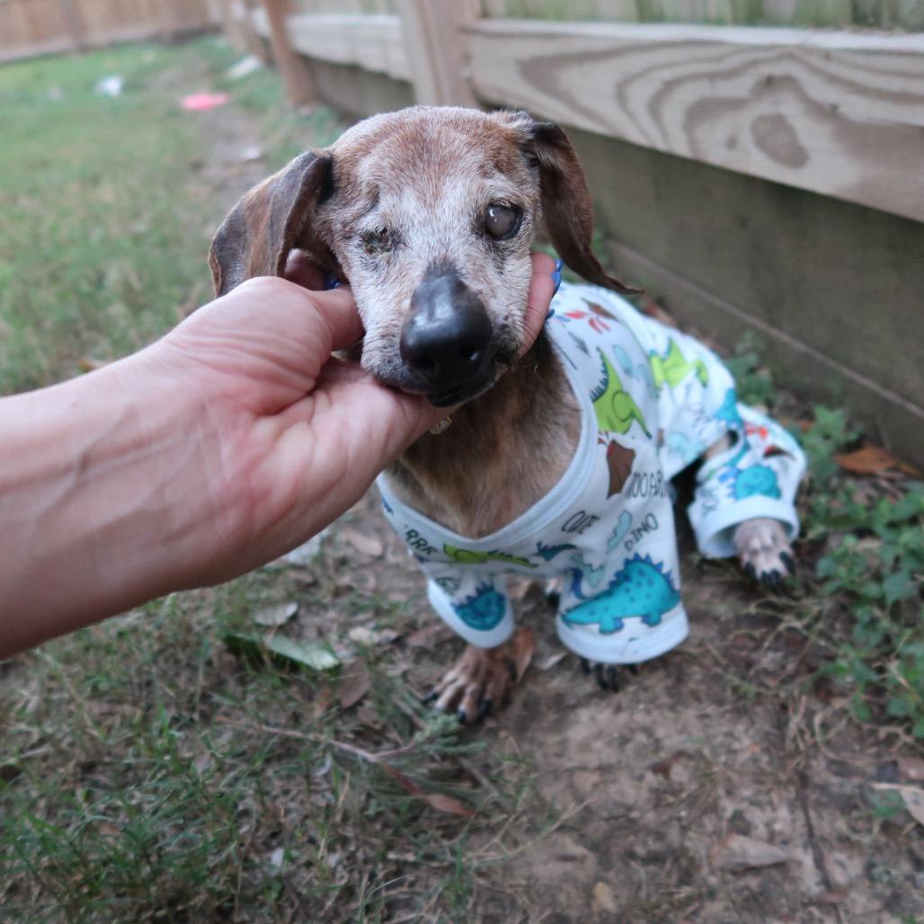 Enlarge Rusty, a Adoptable mixed breed in Pearland, TX image 2/6