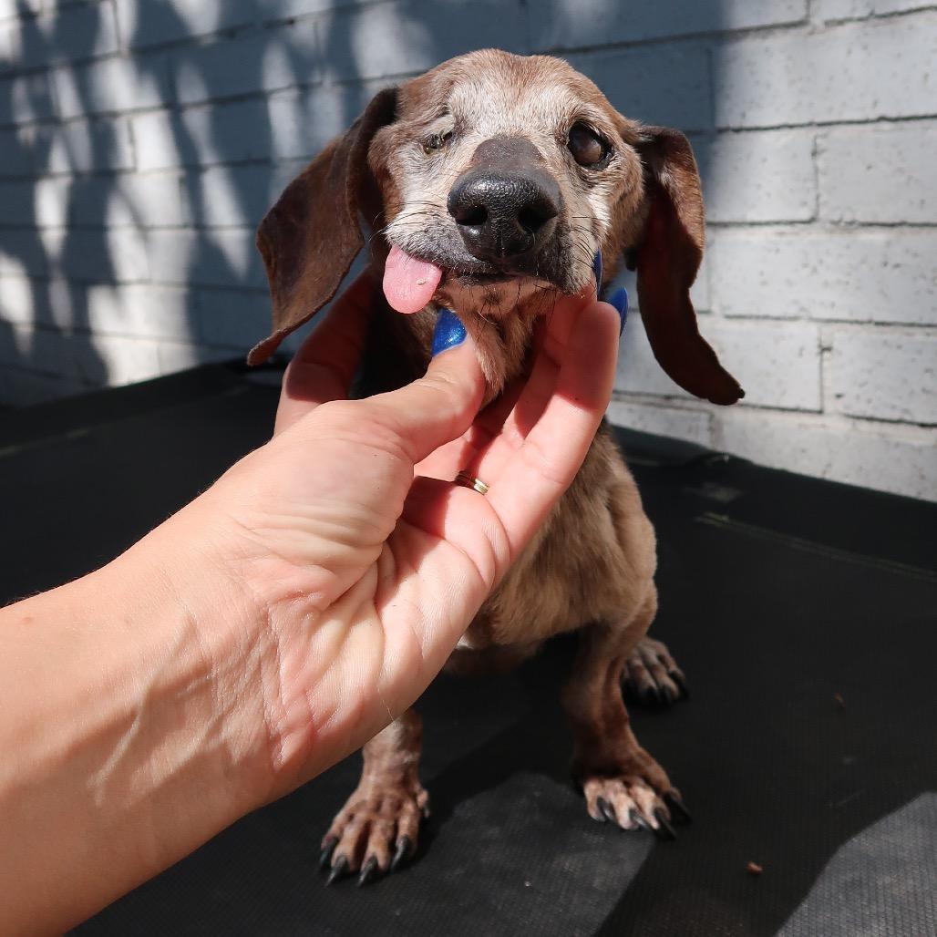 Enlarge Rusty, a Adoptable mixed breed in Pearland, TX image 4/6