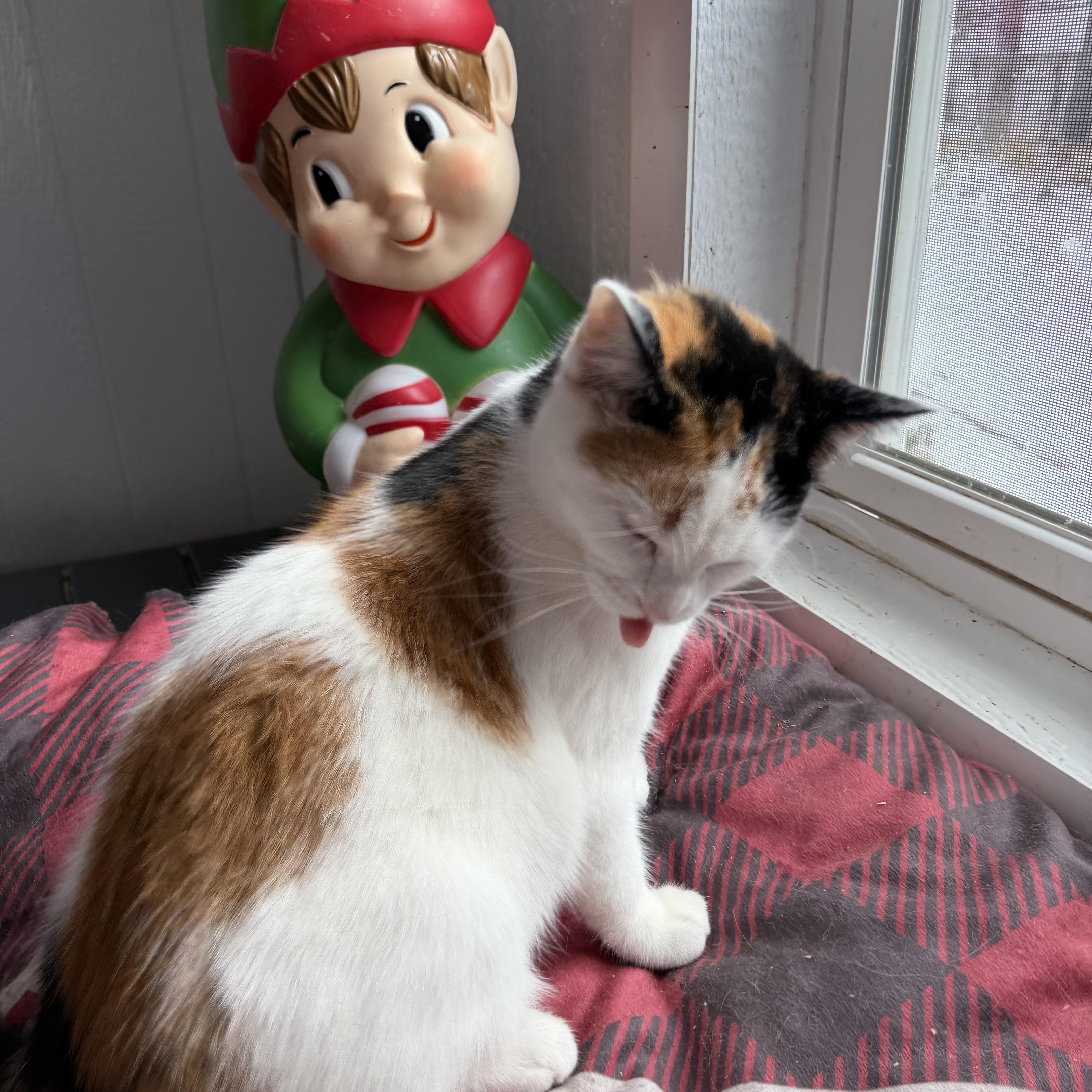 Quinn, ADOPTABLE, Kitten Female Calico.