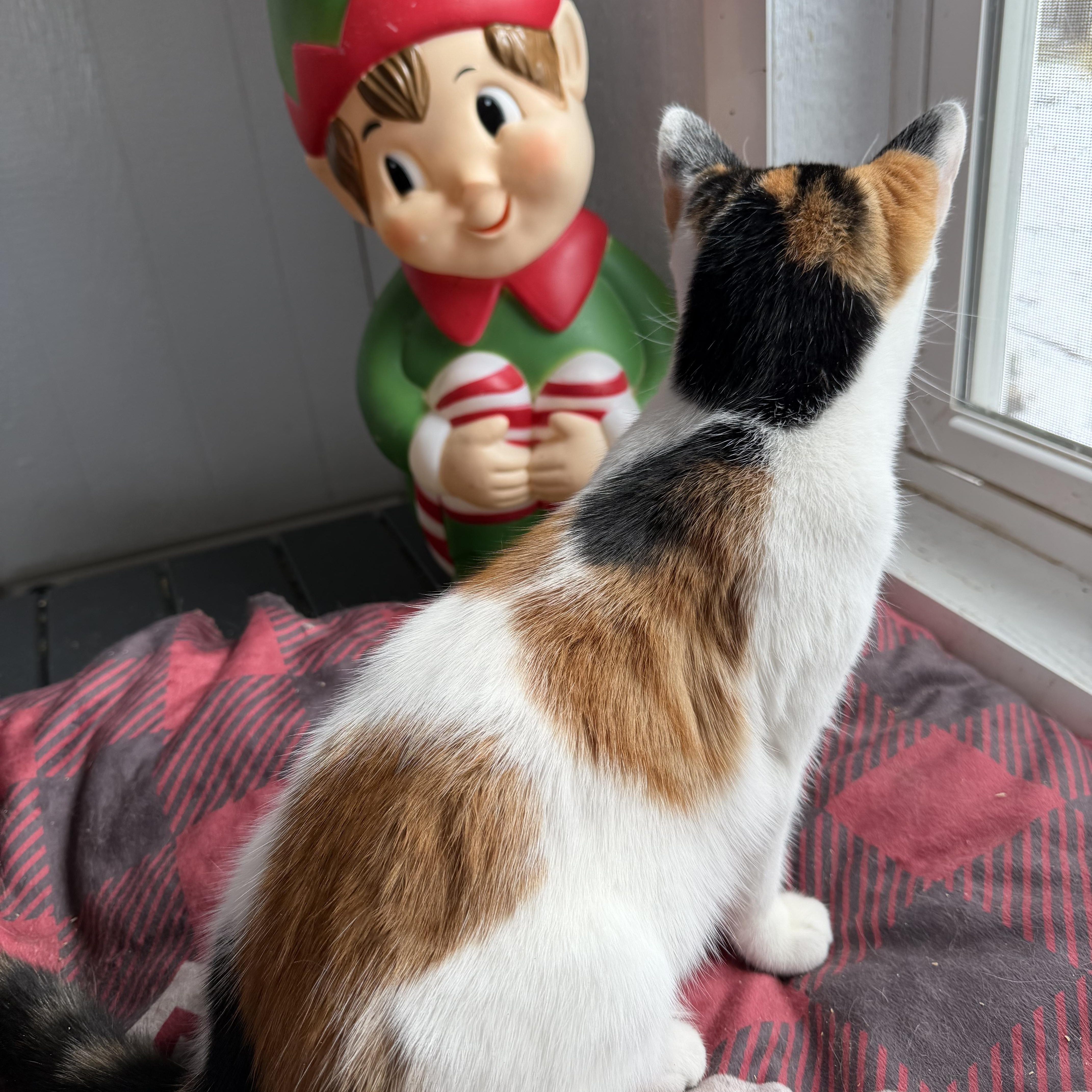 Quinn, a ADOPTABLE Calico in Newton, IL image 2/5